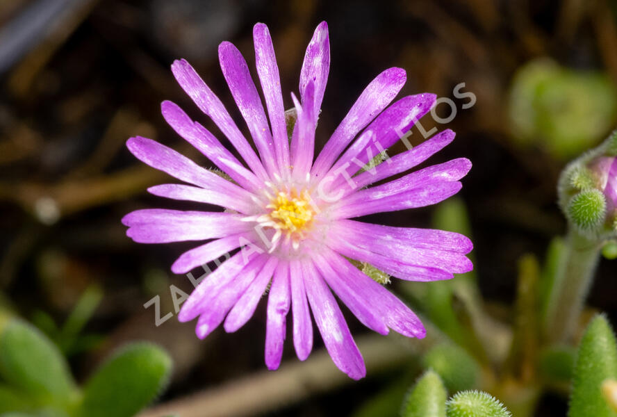 Kosmatec aberdénský 'Hot Pink' - Delosperma aberdeense 'Hot Pink'