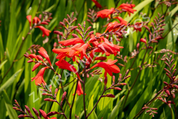 Křešina, montbrécie 'Emberglow' - Crocosmia 'Emberglow'