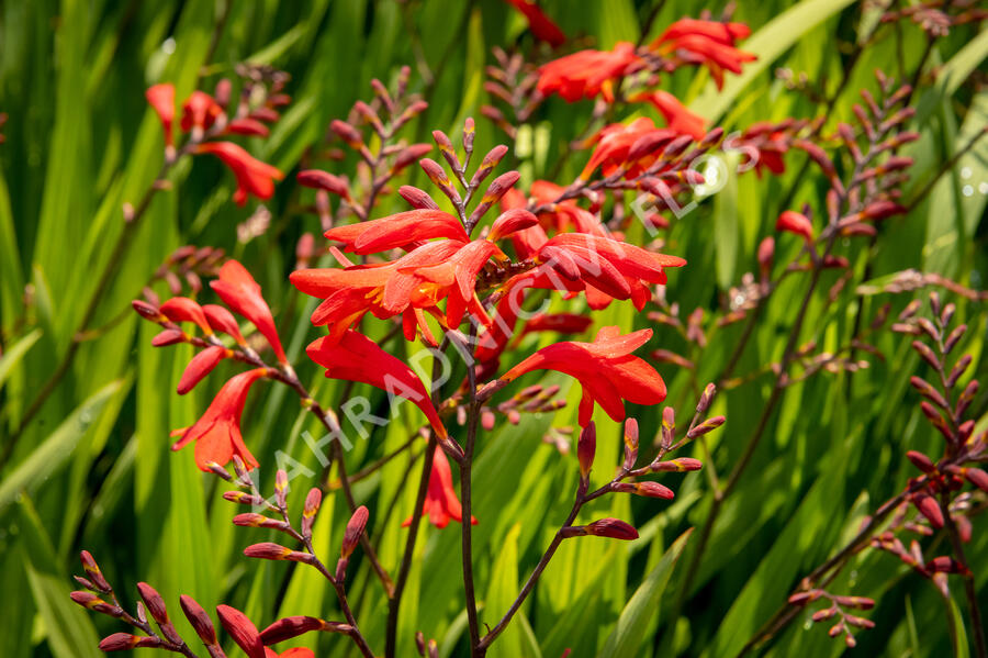 Křešina, montbrécie 'Emberglow' - Crocosmia 'Emberglow'