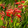 Křešina, montbrécie 'Emberglow' - Crocosmia 'Emberglow'