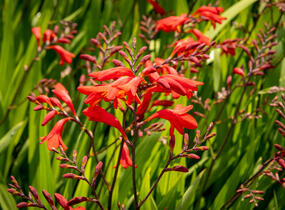 Křešina, montbrécie 'Emberglow' - Crocosmia 'Emberglow'