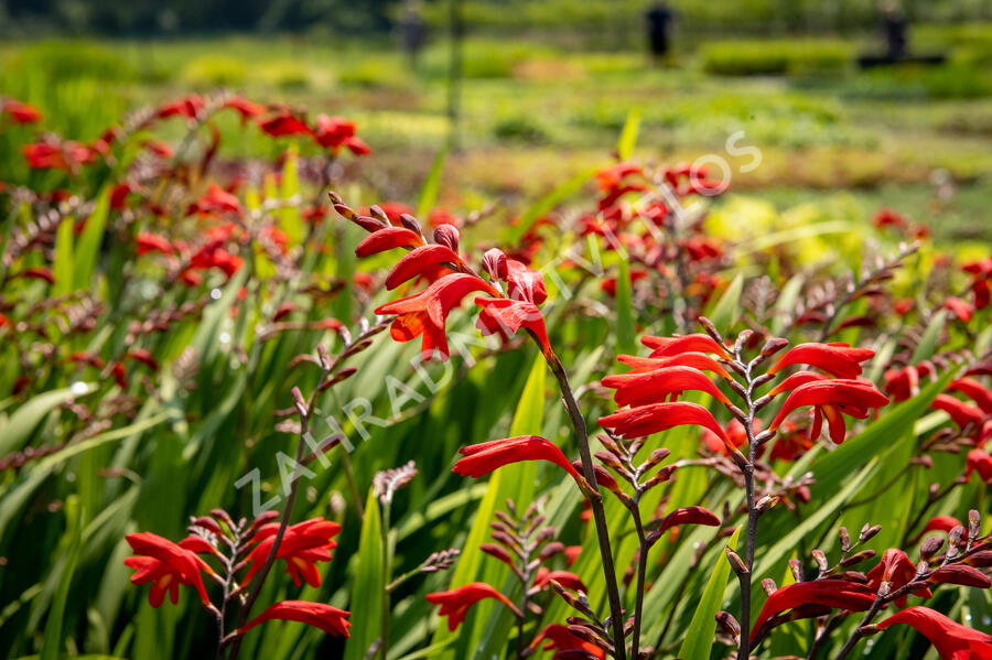 Křešina, montbrécie 'Emberglow' - Crocosmia 'Emberglow'