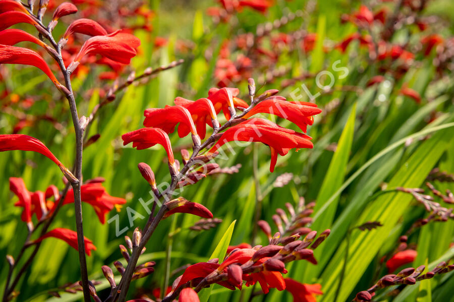 Křešina, montbrécie 'Emberglow' - Crocosmia 'Emberglow'