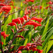 Křešina, montbrécie 'Emberglow' - Crocosmia 'Emberglow'