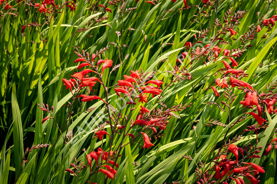 Křešina, montbrécie 'Emberglow' - Crocosmia 'Emberglow'