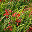 Křešina, montbrécie 'Emberglow' - Crocosmia 'Emberglow'