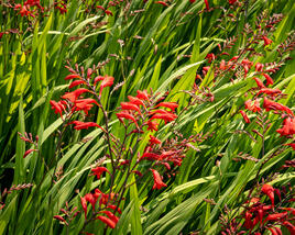 Křešina, montbrécie 'Emberglow'