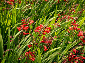 Křešina, montbrécie 'Emberglow' - Crocosmia 'Emberglow'