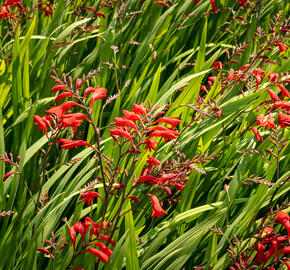 Křešina, montbrécie 'Emberglow' - Crocosmia 'Emberglow'