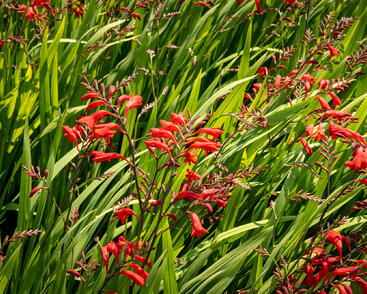 Křešina, montbrécie 'Emberglow'