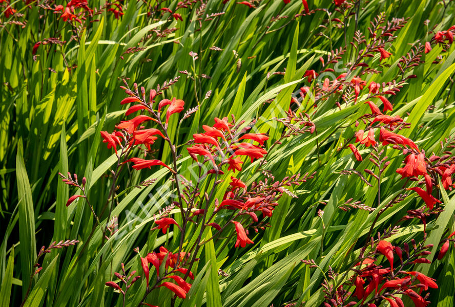 Křešina, montbrécie 'Emberglow' - Crocosmia 'Emberglow'