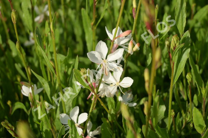 Svíčkovec 'Belleza® White' - Gaura lindheimeri 'Belleza®White'