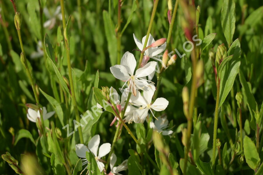 Svíčkovec 'Belleza® White' - Gaura lindheimeri 'Belleza®White'