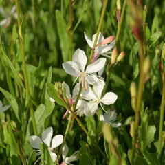 Svíčkovec 'Belleza® White' - Gaura lindheimeri 'Belleza®White'