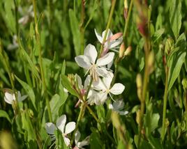 Svíčkovec 'Belleza® White'