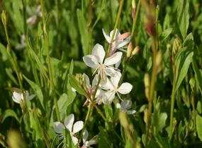 Svíčkovec 'Belleza® White' - Gaura lindheimeri 'Belleza®White'