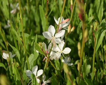 Svíčkovec 'Belleza® White'