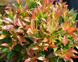 Leukothoe 'Scarletta'