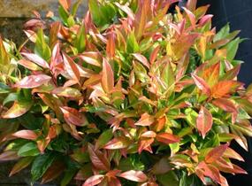 Leukothoe 'Scarletta' - Leucothoe axillaris 'Scarletta'