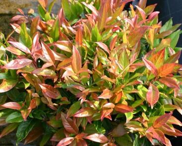 Leukothoe 'Scarletta'