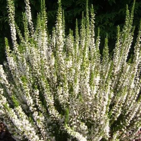 Vřes obecný 'Josefine' - Calluna vulgaris 'Josefine'