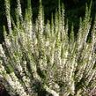 Vřes obecný 'Josefine' - Calluna vulgaris 'Josefine'