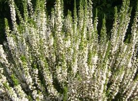 Vřes obecný 'Josefine' - Calluna vulgaris 'Josefine'