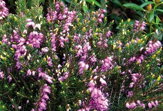 Vřesovec darlejský 'Spring Surprise' - Erica darleyensis 'Spring Surprise'