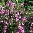 Vřesovec darlejský 'Spring Surprise' - Erica darleyensis 'Spring Surprise'