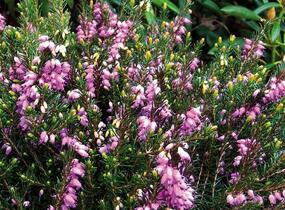 Vřesovec darlejský 'Spring Surprise' - Erica darleyensis 'Spring Surprise'