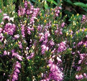 Vřesovec darlejský 'Spring Surprise' - Erica darleyensis 'Spring Surprise'