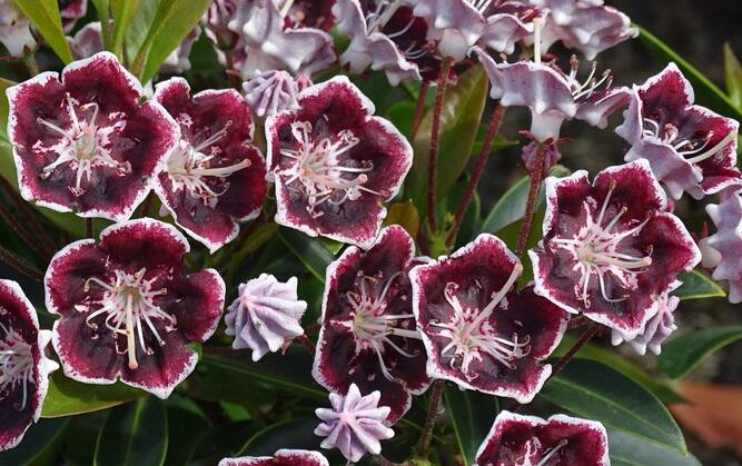 Mamota širokolistá 'Mitternacht' - Kalmia latifolia 'Mitternacht'