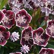 Mamota širokolistá 'Mitternacht' - Kalmia latifolia 'Mitternacht'