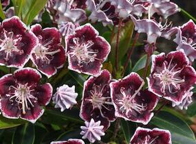 Mamota širokolistá 'Mitternacht' - Kalmia latifolia 'Mitternacht'