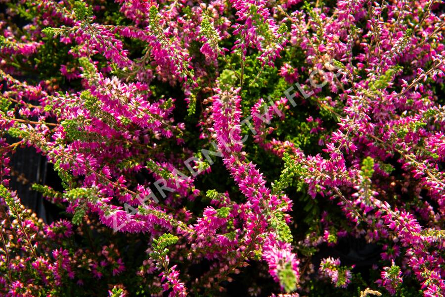 Vřes obecný - Calluna vulgaris