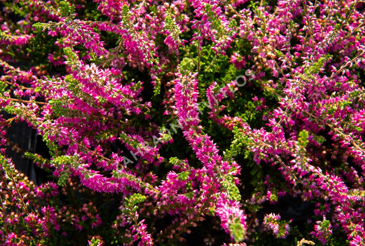 Vřes obecný - Calluna vulgaris