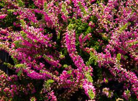 Vřes obecný - Calluna vulgaris