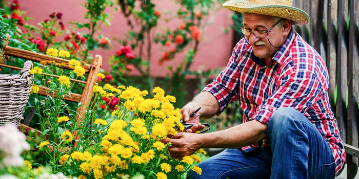 starší pán na zahradě pečuje o trvalky