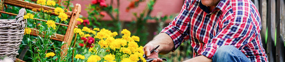 starší pán na zahradě pečuje o trvalky