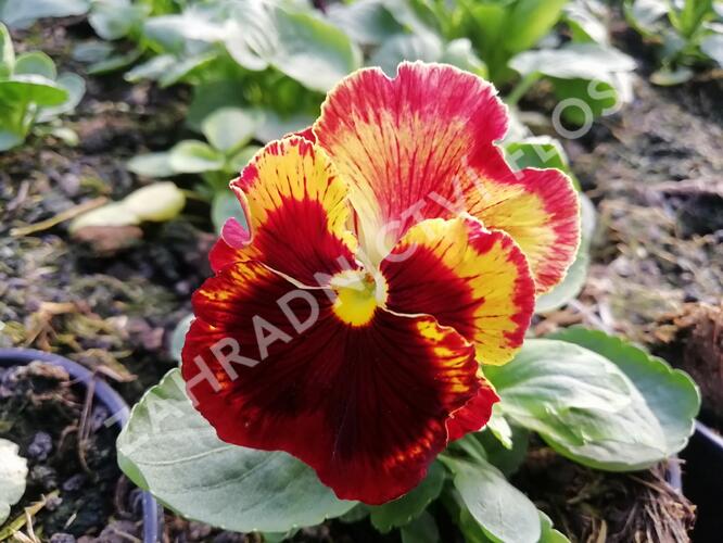 Violka, maceška zahradní 'Carneval® F1 Fire' - Viola wittrockiana 'Carneval® F1 Fire'