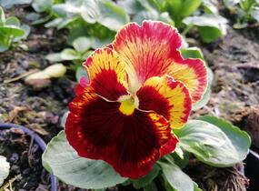 Violka, maceška zahradní 'Carneval® F1 Fire' - Viola wittrockiana 'Carneval® F1 Fire'