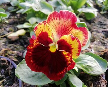 Violka, maceška zahradní 'Carneval® F1 Fire'