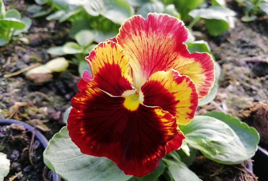 Violka, maceška zahradní 'Carneval® F1 Fire' - Viola wittrockiana 'Carneval® F1 Fire'