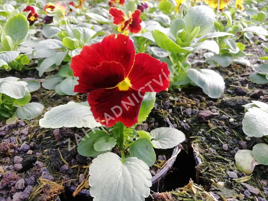 Violka, maceška zahradní 'Carneval® F1 Fire' - Viola wittrockiana 'Carneval® F1 Fire'