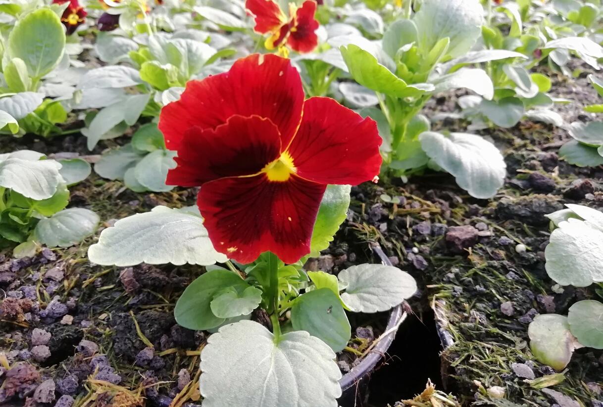 Violka, maceška zahradní 'Carneval® F1 Fire' - Viola wittrockiana 'Carneval® F1 Fire'