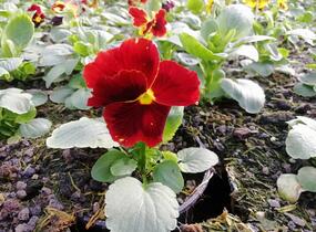 Violka, maceška zahradní 'Carneval® F1 Fire' - Viola wittrockiana 'Carneval® F1 Fire'