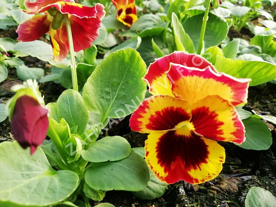 Violka, maceška zahradní 'Carneval® F1 Fire' - Viola wittrockiana 'Carneval® F1 Fire'