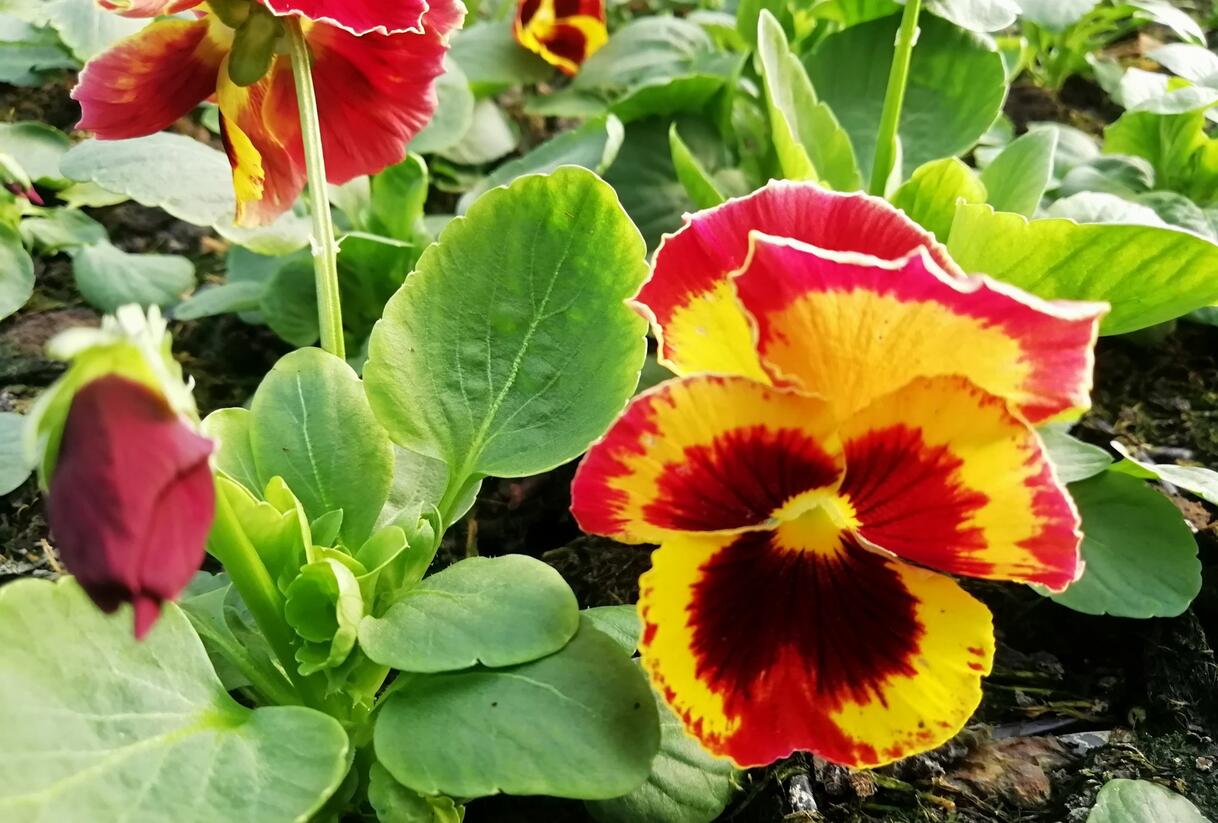 Violka, maceška zahradní 'Carneval® F1 Fire' - Viola wittrockiana 'Carneval® F1 Fire'