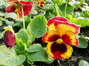 Violka, maceška zahradní 'Carneval® F1 Fire' - Viola wittrockiana 'Carneval® F1 Fire'