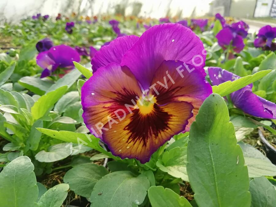 Violka, maceška zahradní 'Carneval® F1 Midnight Glow' - Viola wittrockiana 'Carneval® F1 Midnight Glow'